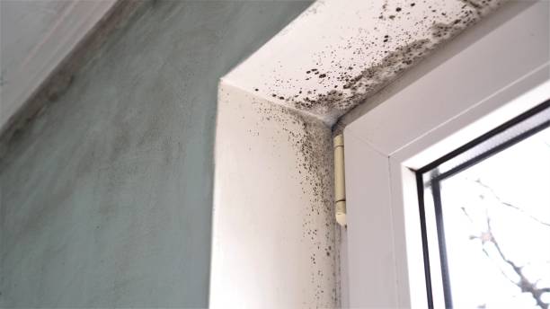 Mold Removal and Inspection in Barnhart, MO