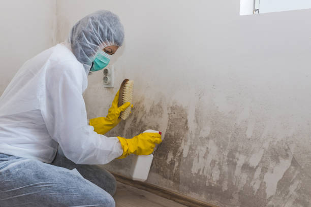 Best Mold Removal and Inspection  in Barnhart, MO